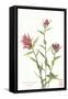 Indian Paint Brush-null-Framed Stretched Canvas