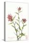 Indian Paint Brush-null-Stretched Canvas