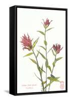 Indian Paint Brush-null-Framed Stretched Canvas