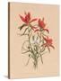 Indian Paintbrush (1883)-Mary Vaux Walcott-Stretched Canvas