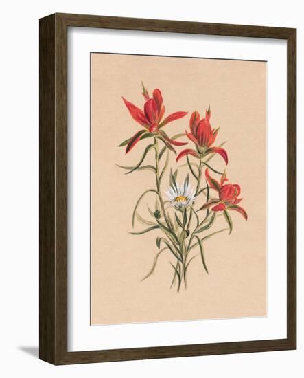 Indian Paintbrush (1883)-Mary Vaux Walcott-Framed Photographic Print