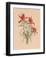 Indian Paintbrush (1883)-Mary Vaux Walcott-Framed Photographic Print