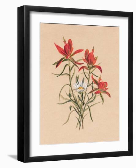 Indian Paintbrush (1883)-Mary Vaux Walcott-Framed Photographic Print