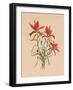 Indian Paintbrush (1883)-Mary Vaux Walcott-Framed Photographic Print