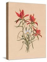 Indian Paintbrush (1883)-Mary Vaux Walcott-Stretched Canvas