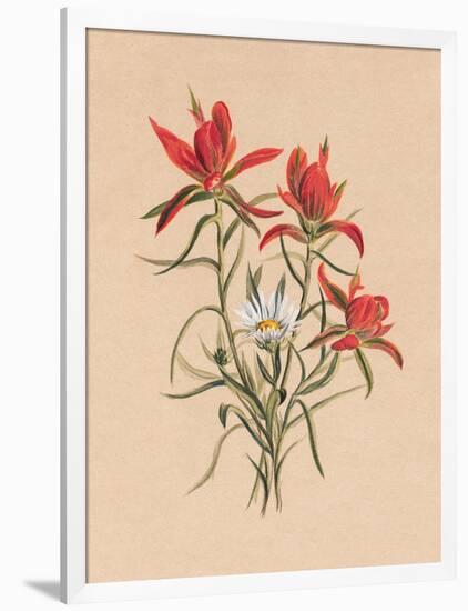 Indian Paintbrush (1883)-Mary Vaux Walcott-Framed Photographic Print