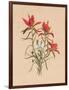 Indian Paintbrush (1883)-Mary Vaux Walcott-Framed Photographic Print