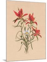 Indian Paintbrush (1883)-Mary Vaux Walcott-Mounted Photographic Print