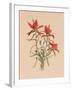 Indian Paintbrush (1883)-Mary Vaux Walcott-Framed Premium Photographic Print