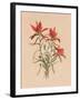 Indian Paintbrush (1883)-Mary Vaux Walcott-Framed Premium Photographic Print