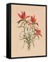 Indian Paintbrush (1883)-Mary Vaux Walcott-Framed Stretched Canvas