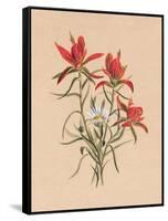 Indian Paintbrush (1883)-Mary Vaux Walcott-Framed Stretched Canvas