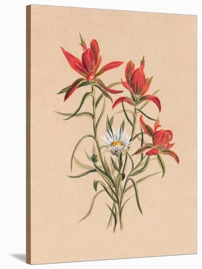 Indian Paintbrush (1883)-Mary Vaux Walcott-Stretched Canvas