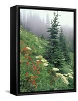 Indian Paintbrush and Cow Parsnip, Olympic National Park, Washington, USA-Adam Jones-Framed Stretched Canvas