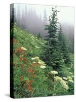 Indian Paintbrush and Cow Parsnip, Olympic National Park, Washington, USA-Adam Jones-Stretched Canvas