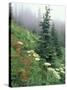 Indian Paintbrush and Cow Parsnip, Olympic National Park, Washington, USA-Adam Jones-Stretched Canvas