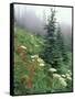 Indian Paintbrush and Cow Parsnip, Olympic National Park, Washington, USA-Adam Jones-Framed Stretched Canvas