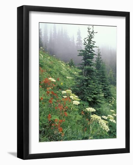 Indian Paintbrush and Cow Parsnip, Olympic National Park, Washington, USA-Adam Jones-Framed Photographic Print