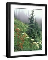 Indian Paintbrush and Cow Parsnip, Olympic National Park, Washington, USA-Adam Jones-Framed Photographic Print