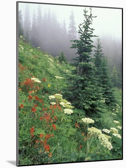 Indian Paintbrush and Cow Parsnip, Olympic National Park, Washington, USA-Adam Jones-Mounted Photographic Print