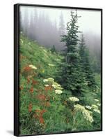 Indian Paintbrush and Cow Parsnip, Olympic National Park, Washington, USA-Adam Jones-Framed Photographic Print