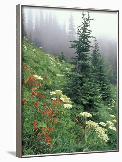 Indian Paintbrush and Cow Parsnip, Olympic National Park, Washington, USA-Adam Jones-Framed Photographic Print