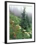 Indian Paintbrush and Cow Parsnip, Olympic National Park, Washington, USA-Adam Jones-Framed Photographic Print