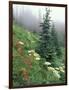 Indian Paintbrush and Cow Parsnip, Olympic National Park, Washington, USA-Adam Jones-Framed Photographic Print