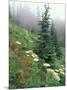 Indian Paintbrush and Cow Parsnip, Olympic National Park, Washington, USA-Adam Jones-Mounted Photographic Print