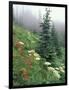 Indian Paintbrush and Cow Parsnip, Olympic National Park, Washington, USA-Adam Jones-Framed Photographic Print