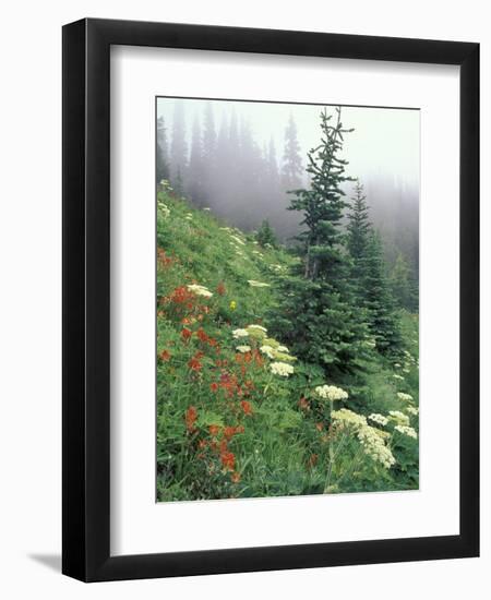 Indian Paintbrush and Cow Parsnip, Olympic National Park, Washington, USA-Adam Jones-Framed Premium Photographic Print