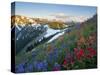 Indian Paintbrush and Lupine, Olympic National Park, Washington, USA-Gary Luhm-Stretched Canvas