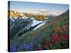 Indian Paintbrush and Lupine, Olympic National Park, Washington, USA-Gary Luhm-Stretched Canvas