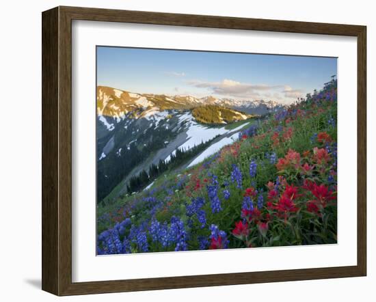 Indian Paintbrush and Lupine, Olympic National Park, Washington, USA-Gary Luhm-Framed Premium Photographic Print