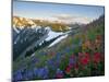 Indian Paintbrush and Lupine, Olympic National Park, Washington, USA-Gary Luhm-Mounted Premium Photographic Print