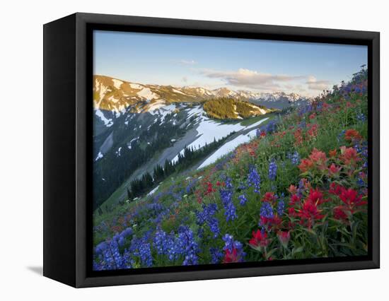 Indian Paintbrush and Lupine, Olympic National Park, Washington, USA-Gary Luhm-Framed Stretched Canvas