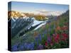 Indian Paintbrush and Lupine, Olympic National Park, Washington, USA-Gary Luhm-Stretched Canvas