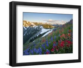 Indian Paintbrush and Lupine, Olympic National Park, Washington, USA-Gary Luhm-Framed Photographic Print