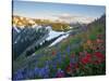 Indian Paintbrush and Lupine, Olympic National Park, Washington, USA-Gary Luhm-Stretched Canvas