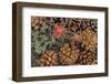 Indian paintbrush and pine cones in Great Basin National Park, Nevada, USA-Chuck Haney-Framed Photographic Print