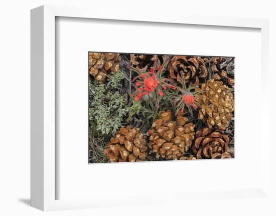 Indian paintbrush and pine cones in Great Basin National Park, Nevada, USA-Chuck Haney-Framed Photographic Print