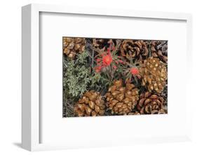 Indian paintbrush and pine cones in Great Basin National Park, Nevada, USA-Chuck Haney-Framed Photographic Print