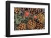 Indian paintbrush and pine cones in Great Basin National Park, Nevada, USA-Chuck Haney-Framed Photographic Print