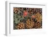 Indian paintbrush and pine cones in Great Basin National Park, Nevada, USA-Chuck Haney-Framed Photographic Print