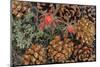 Indian paintbrush and pine cones in Great Basin National Park, Nevada, USA-Chuck Haney-Mounted Photographic Print