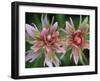 Indian Paintbrush, Banff National Park, Alberta, Canada-Rob Tilley-Framed Photographic Print