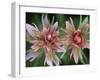 Indian Paintbrush, Banff National Park, Alberta, Canada-Rob Tilley-Framed Photographic Print