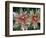 Indian Paintbrush, Banff National Park, Alberta, Canada-Rob Tilley-Framed Photographic Print