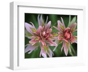 Indian Paintbrush, Banff National Park, Alberta, Canada-Rob Tilley-Framed Photographic Print