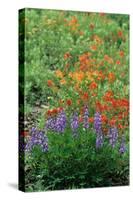 Indian Paintbrush (Castilleja miniata) and Broadleaf Lupin (Lupinus latifolius), Washington State-Martin Withers-Stretched Canvas